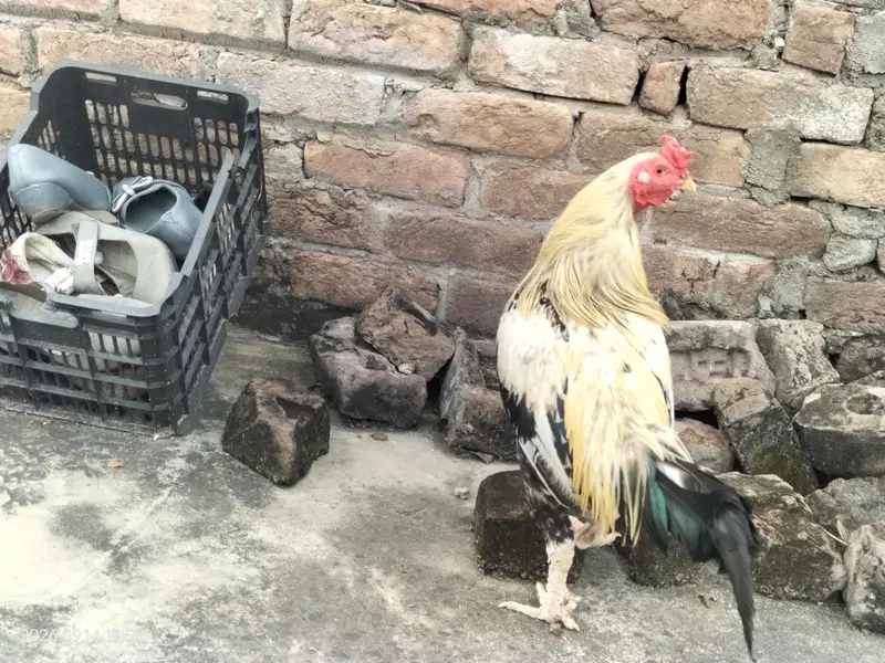 Aseel cross trio breeder — photo 3
