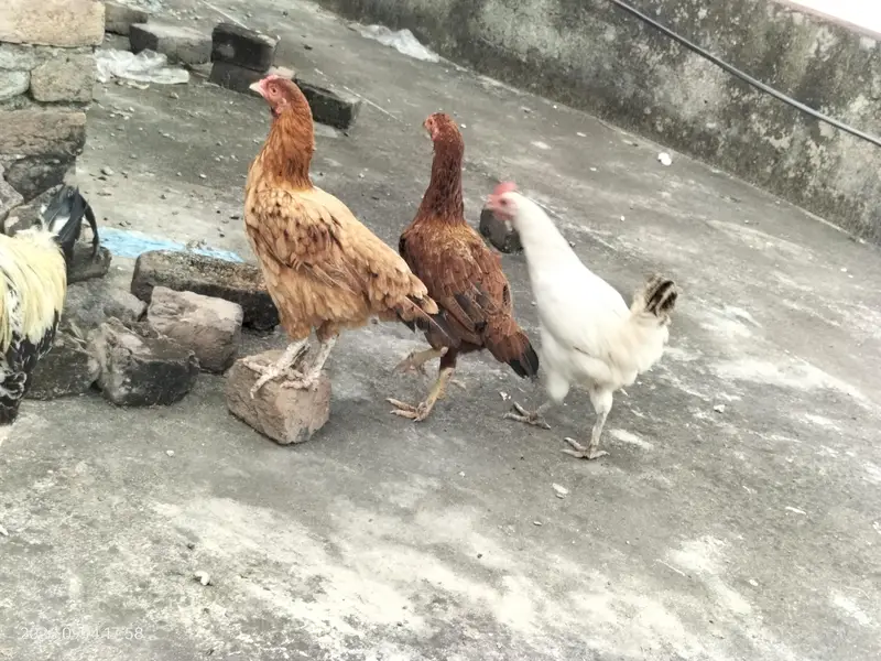 Aseel cross trio breeder — photo 4