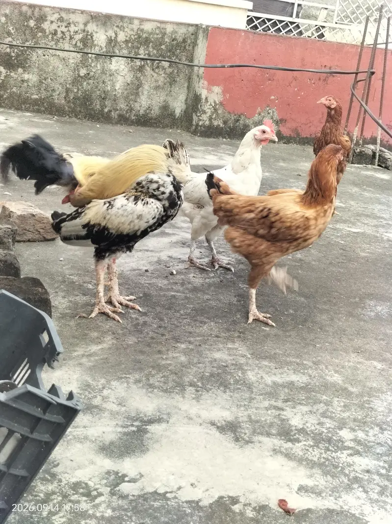 Aseel cross trio breeder — photo 5