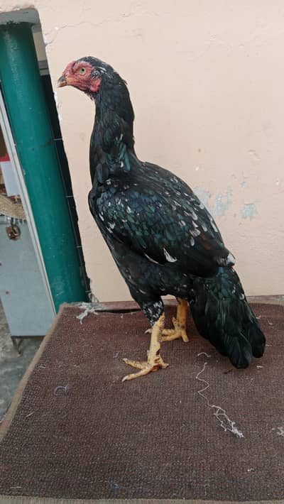 Quality Aseel Mushki lassani Female available. . .