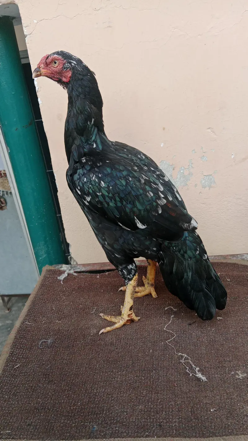 Quality Aseel Mushki lassani Female available. . . — photo 2