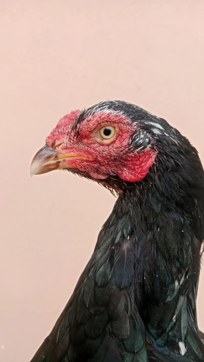 Quality Aseel Mushki lassani Female available. . . — photo 3