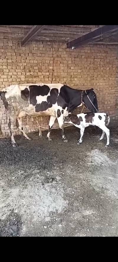 Cow with new born wachai