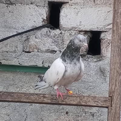 Main sab Wala breeder Golden Malesl for sale