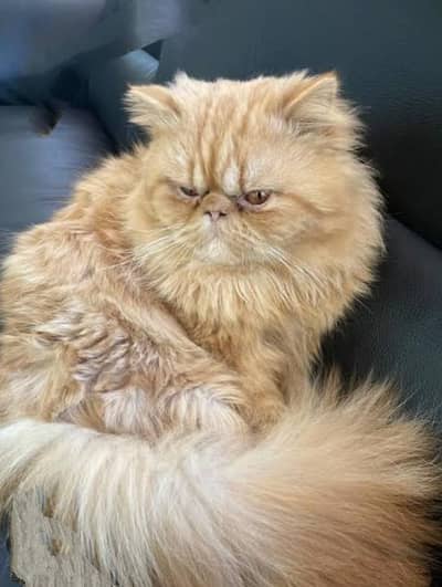 extremely piki face breeder male cat
