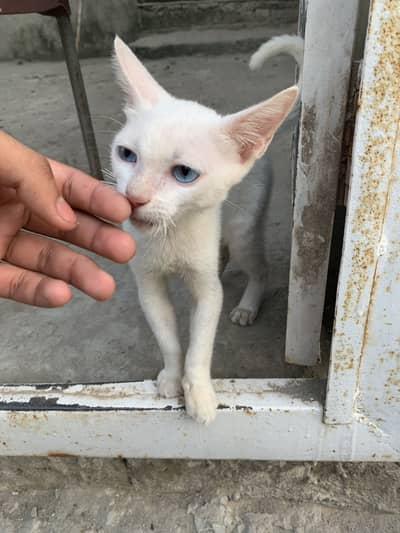 Russian cat