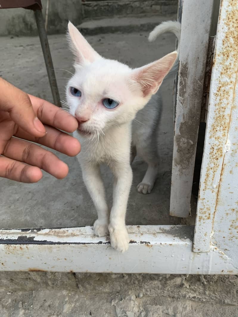 Russian cat 0