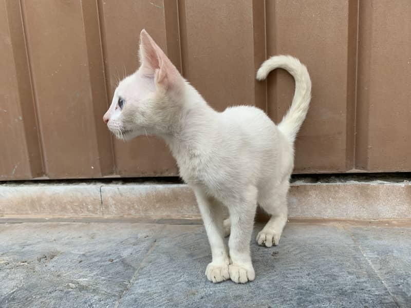Russian cat 1