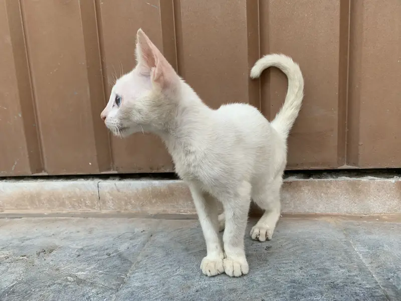 Russian cat — photo 2