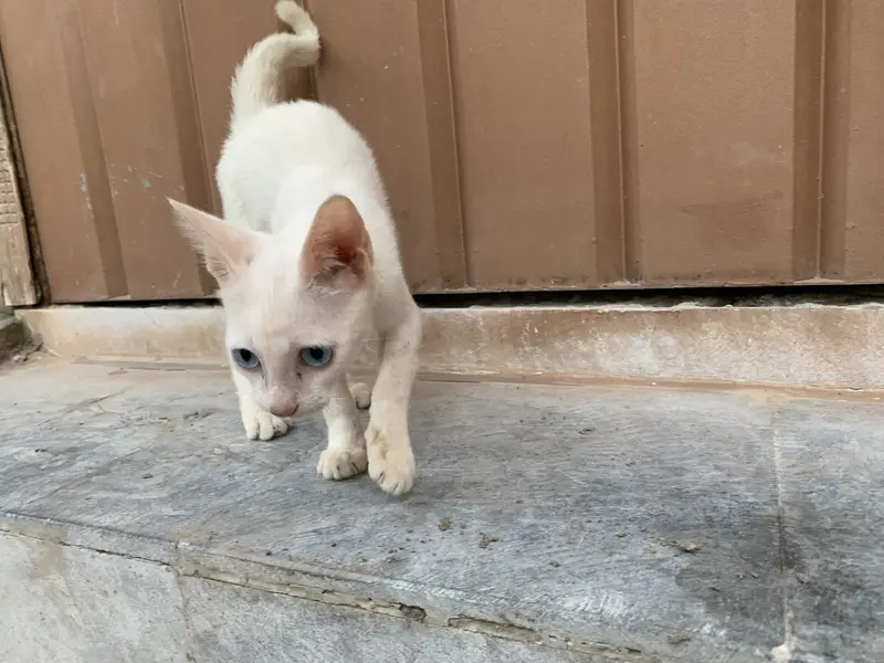 Russian cat — photo 3