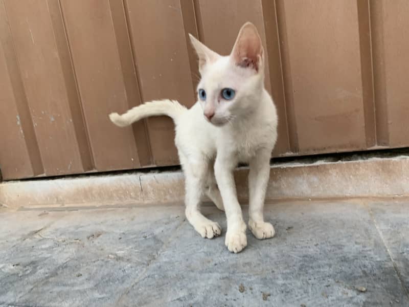 Russian cat 3