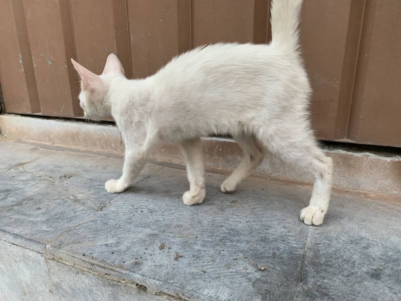 Russian cat 4