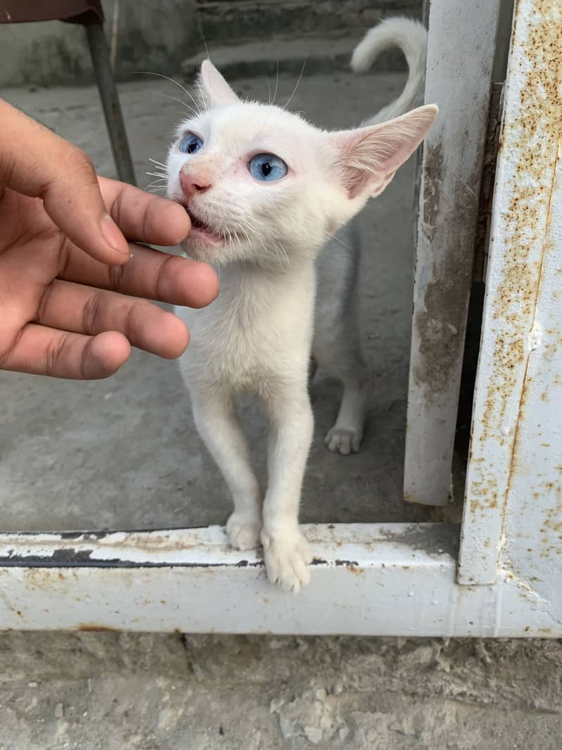 Russian cat 5