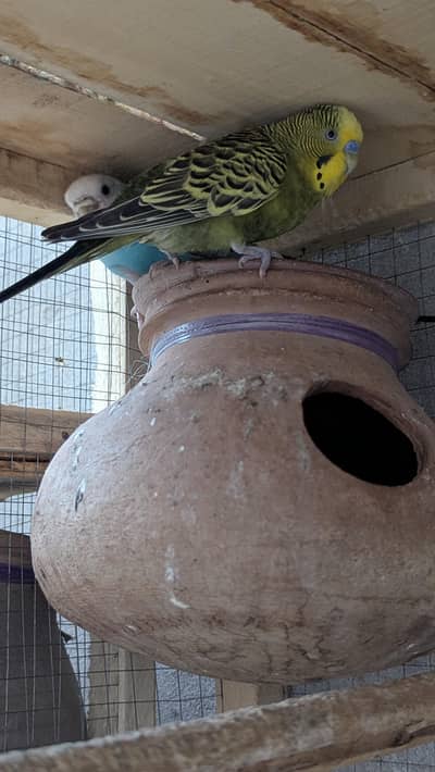 Budgies Parrots for sale