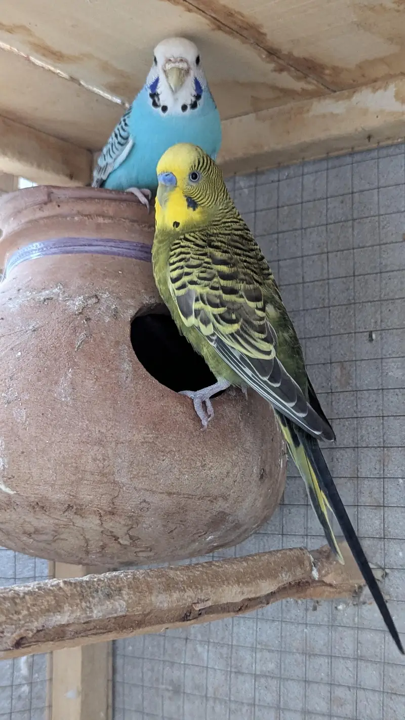 Budgies Parrots for sale — photo 2