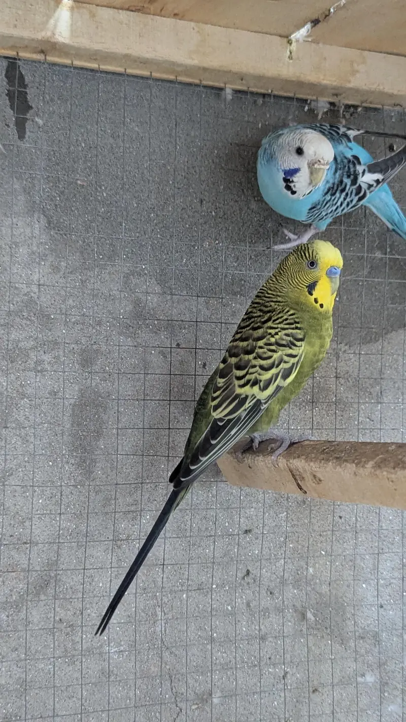 Budgies Parrots for sale — photo 3