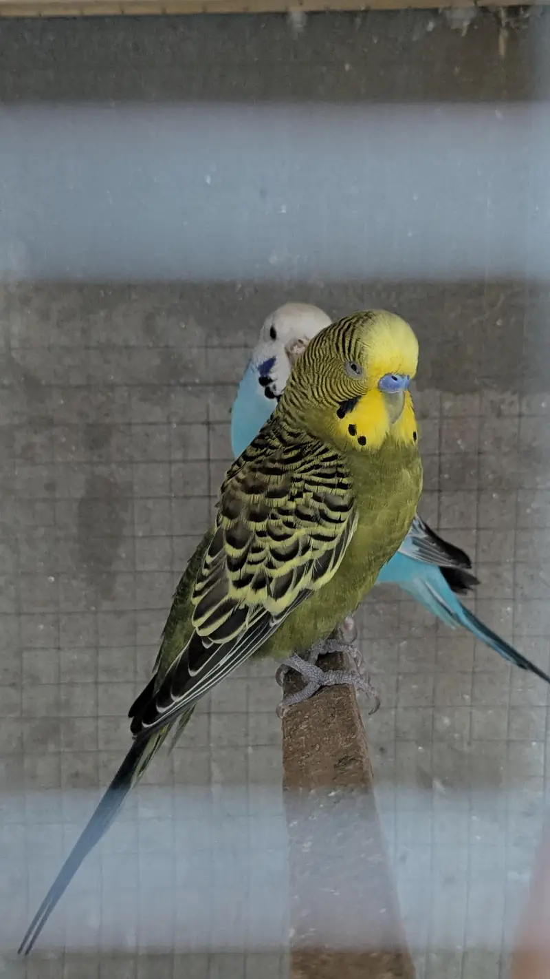 Budgies Parrots for sale — photo 4