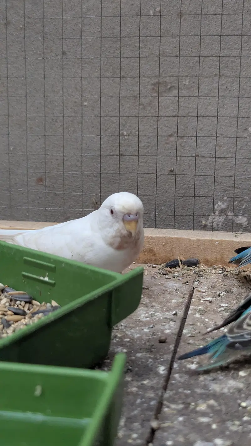 Budgies Parrots for sale — photo 5