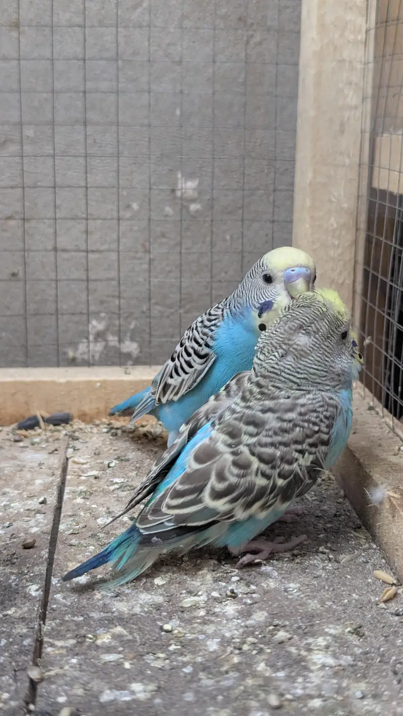 Budgies Parrots for sale — photo 6