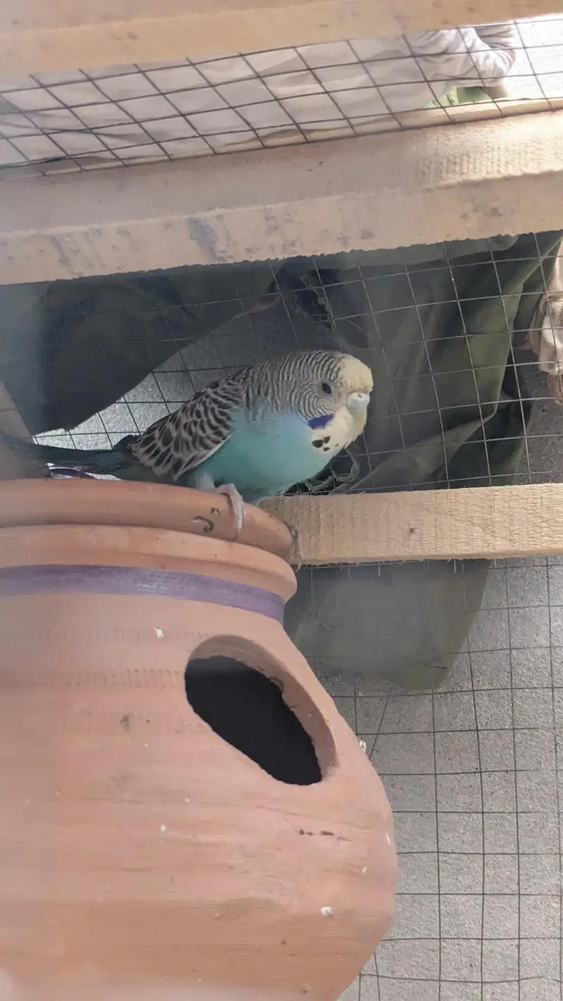 Budgies Parrots for sale — photo 7