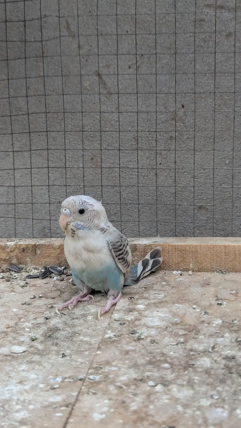 Budgies Parrots for sale — photo 8