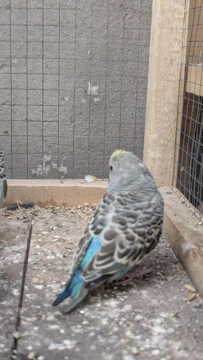 Budgies Parrots for sale — photo 9