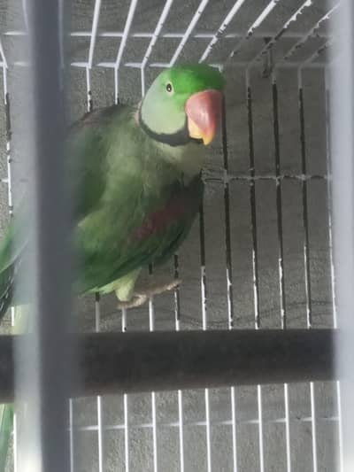 Raw breeder male for sale