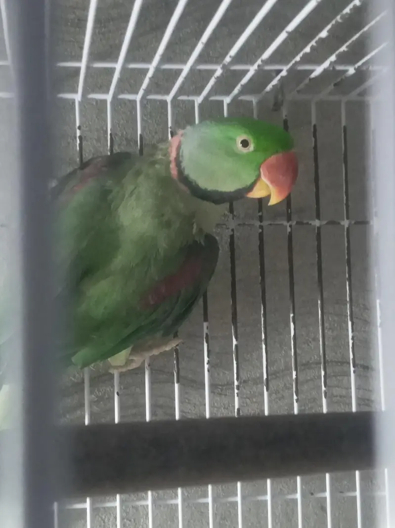 Raw breeder male for sale — photo 2