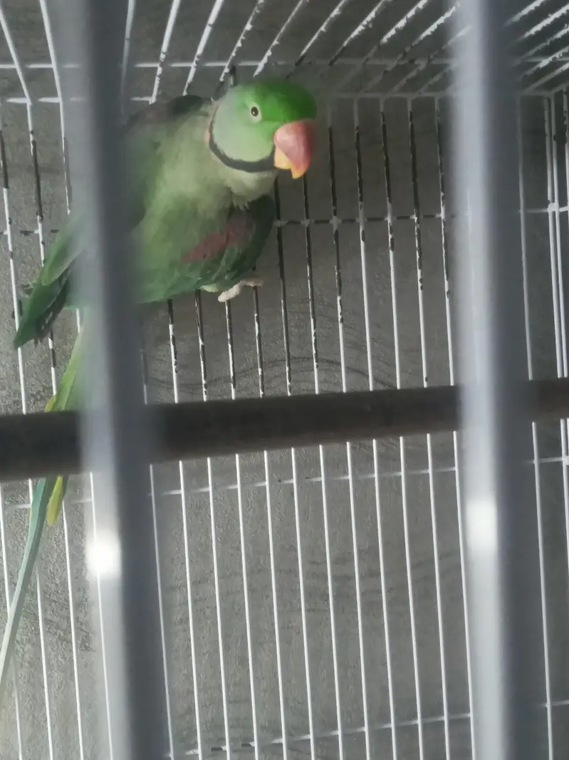 Raw breeder male for sale — photo 3