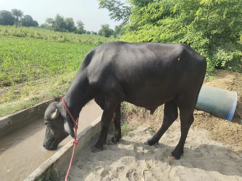 5 Katy or 1 bachra ha — photo 3