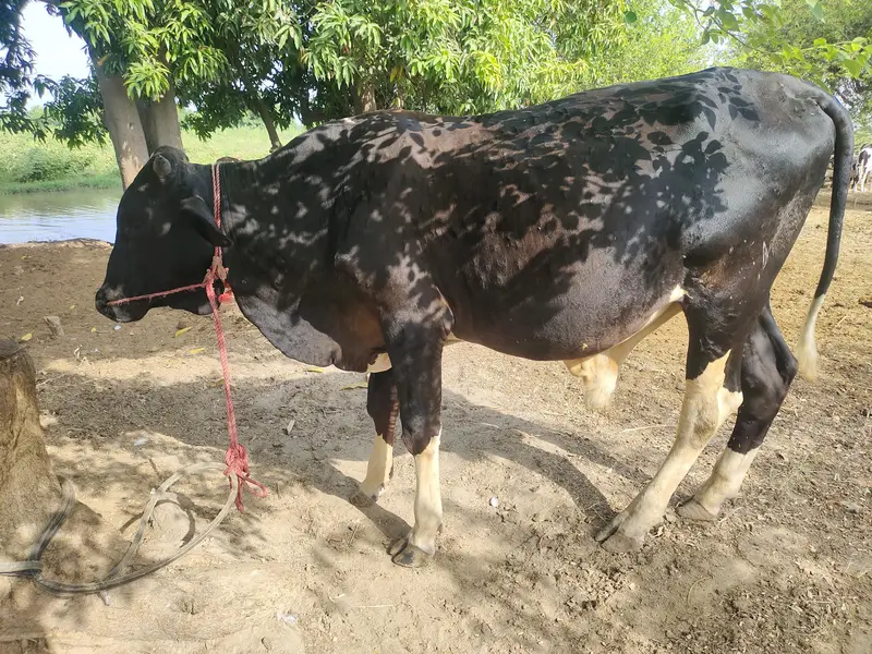 5 Katy or 1 bachra ha — photo 4