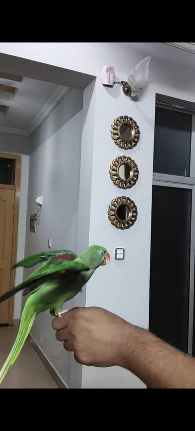 Parrot | Raw Parrot | Green Parrot |Parrot With Cage