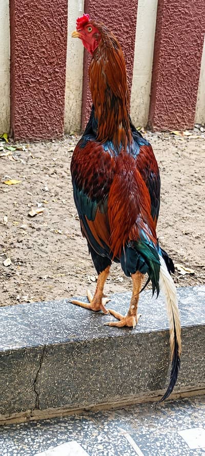 Aseel Pair Male  & Female  for sale.