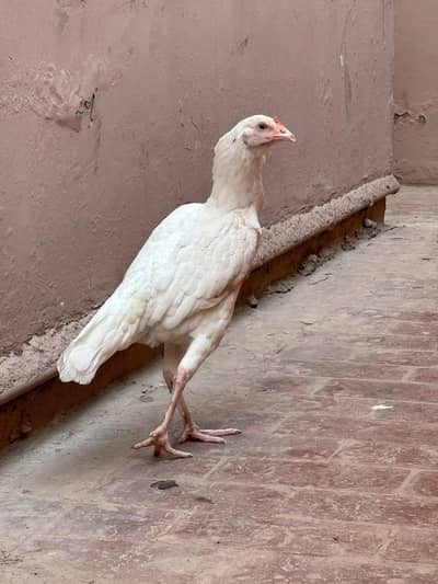 white and brown aseel murgi
