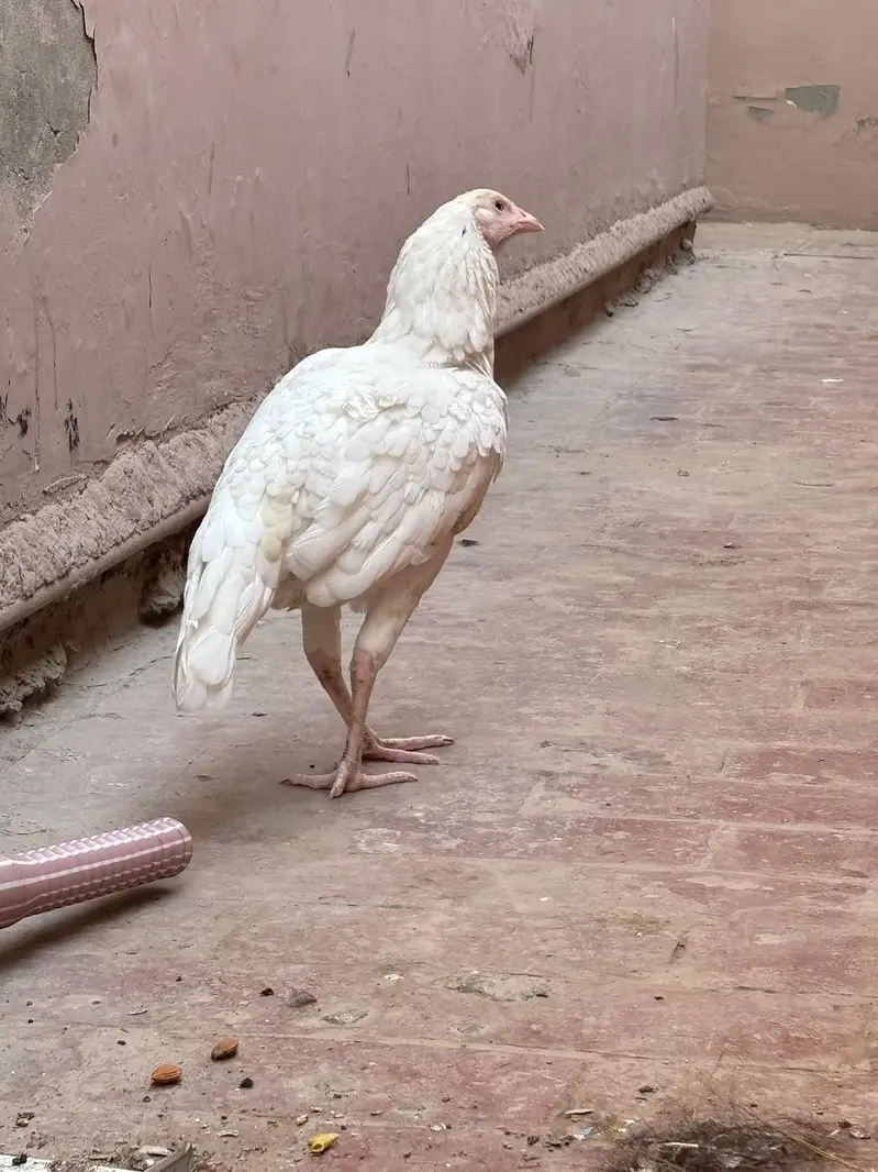 white and brown aseel murgi — photo 2