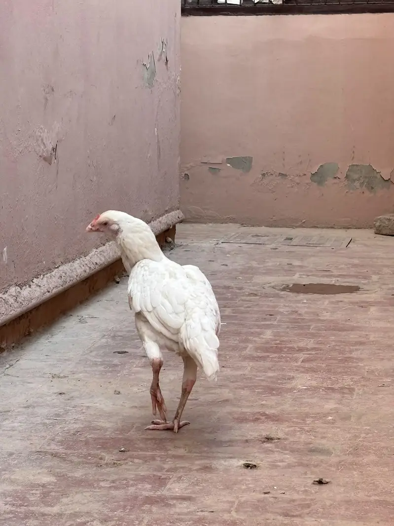 white and brown aseel murgi — photo 3