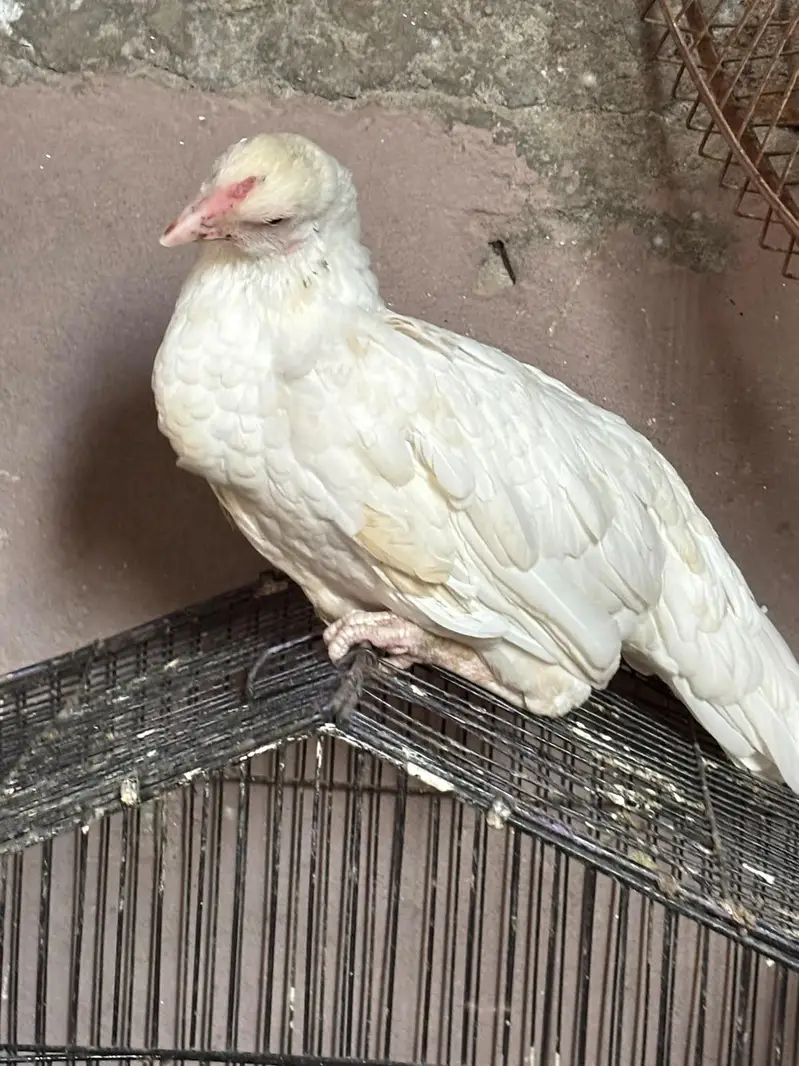 white and brown aseel murgi — photo 4