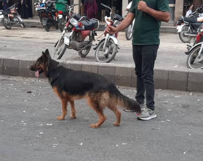 GERMAN SHEPHERD FEMALE FOR SALE