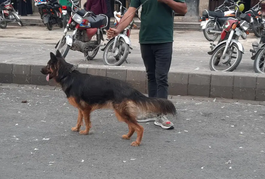 GERMAN SHEPHERD FEMALE FOR SALE — photo 2