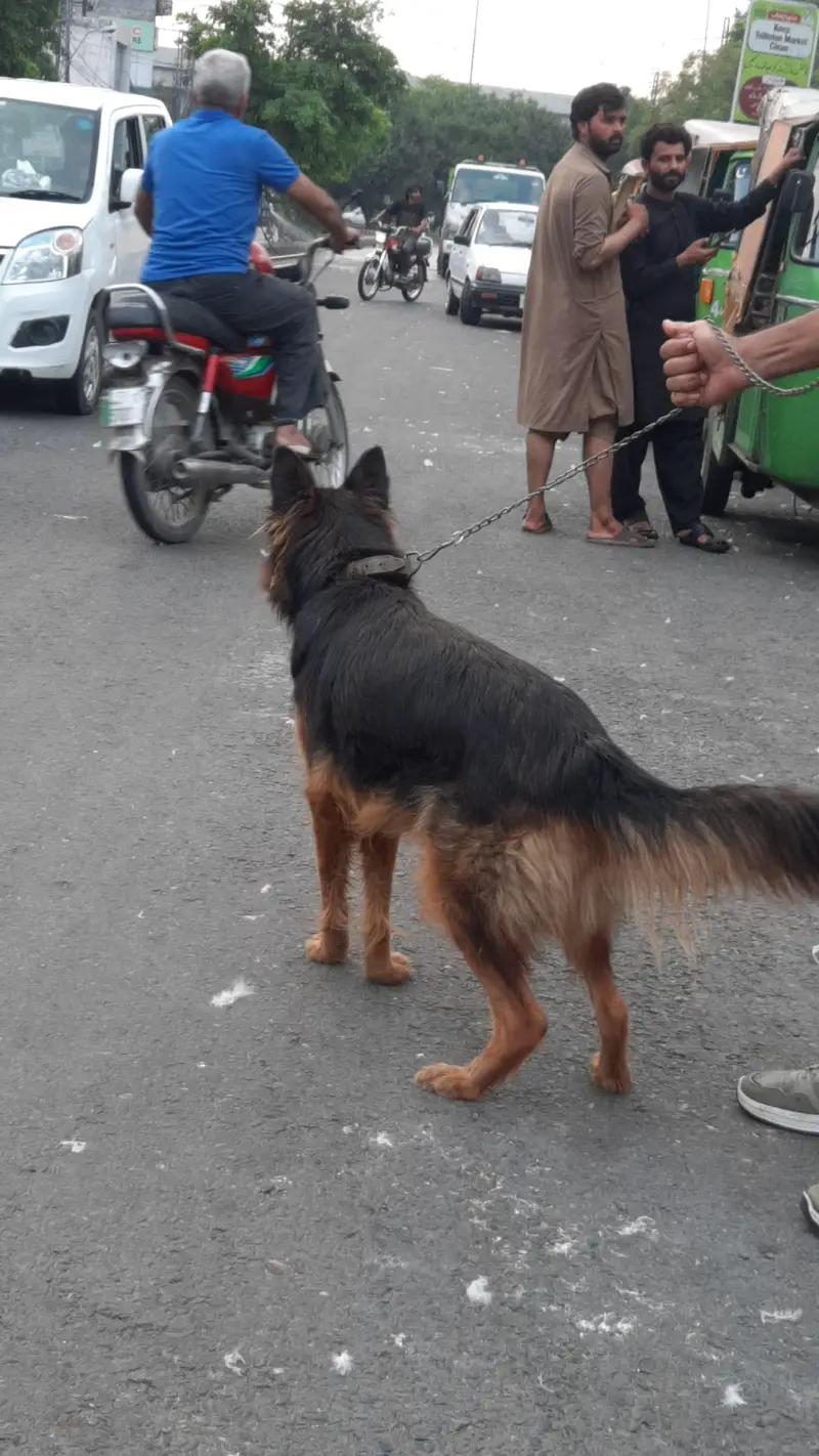 GERMAN SHEPHERD FEMALE FOR SALE — photo 3