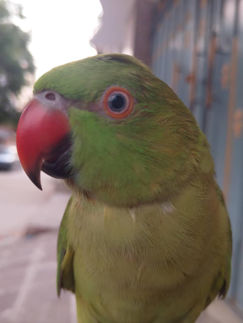 parrot 0