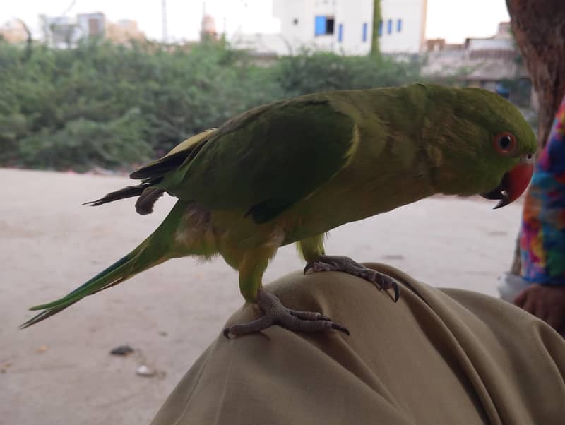 parrot 1