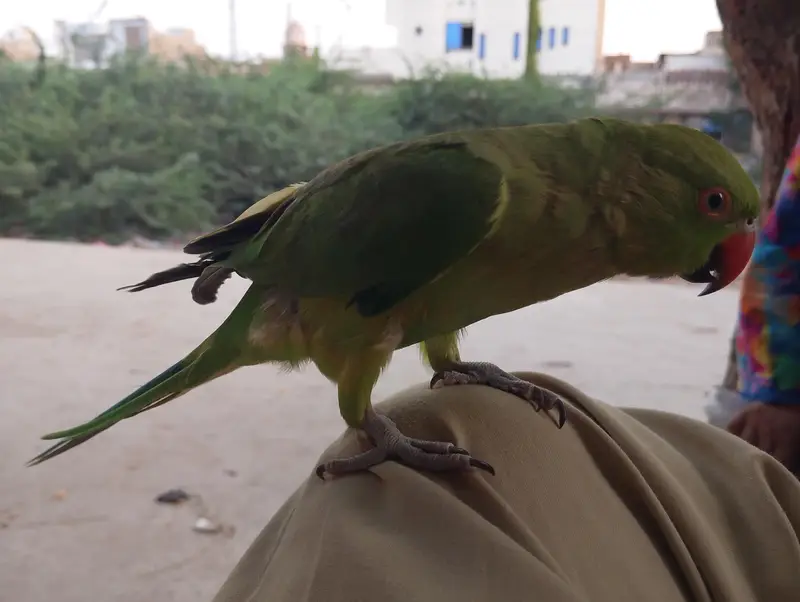 parrot — photo 2
