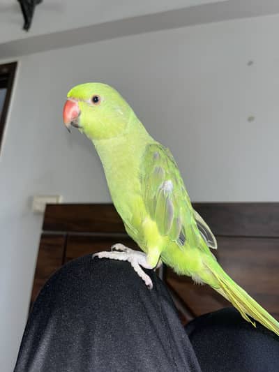 Tamed ringneck for sale