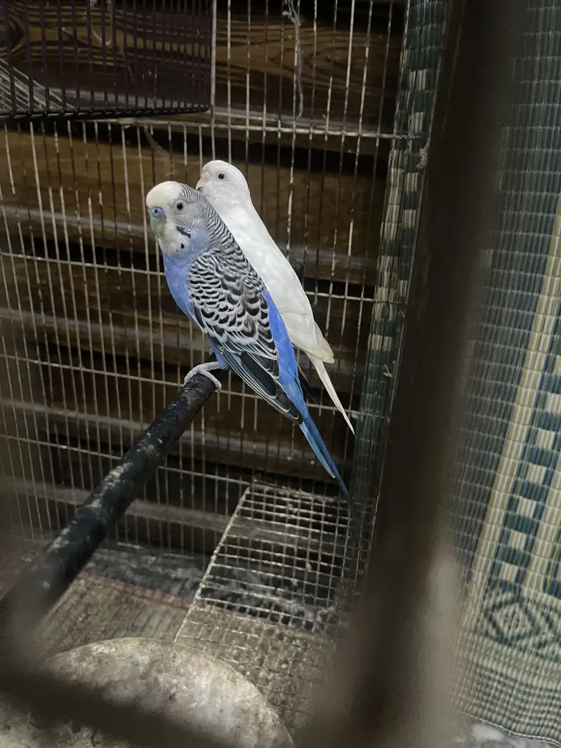 Breeder king size pair — photo 2