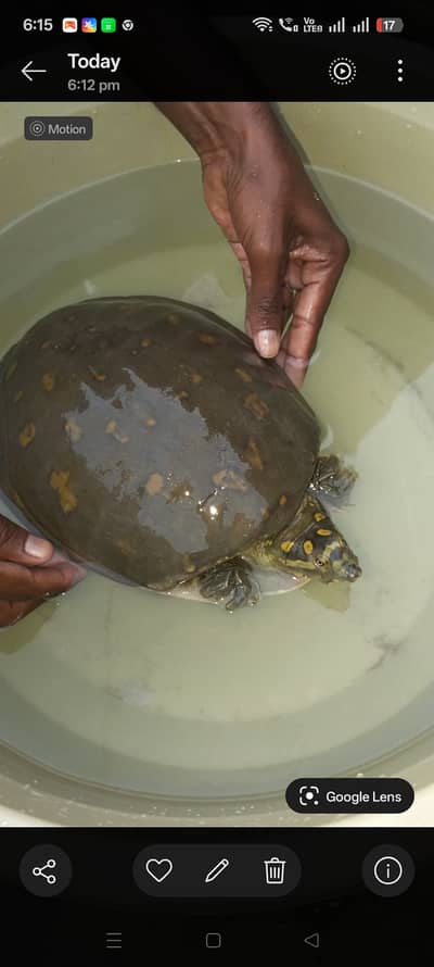 Indian Tortoises