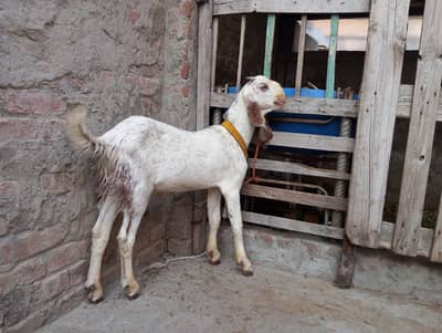 Makhi cheena bakra