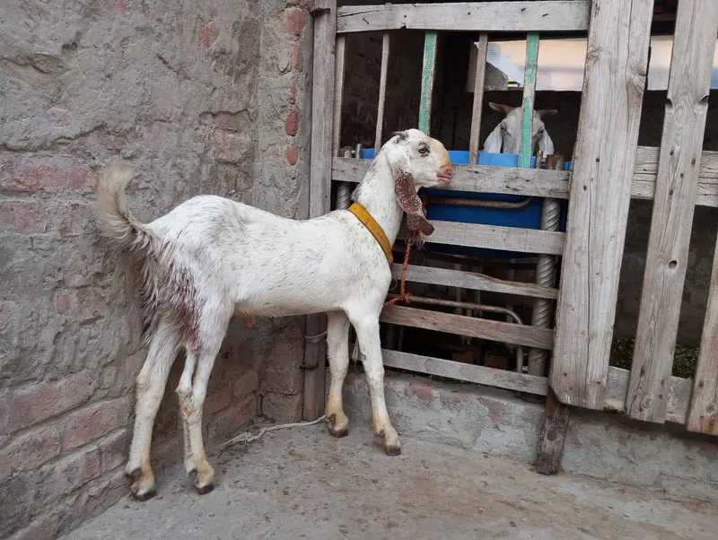 Makhi cheena bakra — photo 2