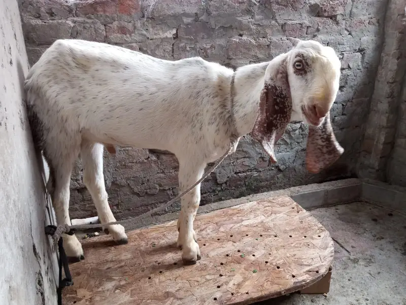 Makhi cheena bakra — photo 3