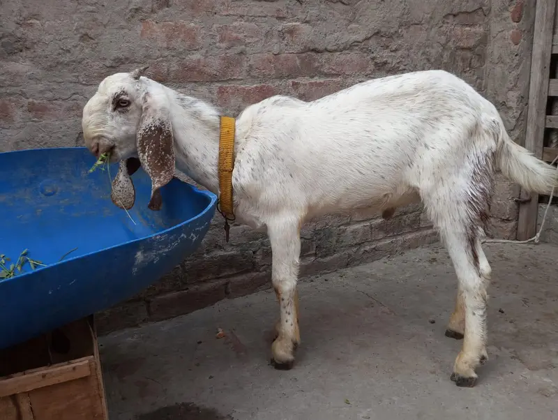 Makhi cheena bakra — photo 4